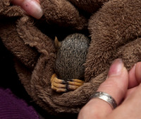 Hank The Squirrel