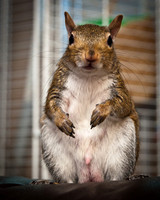 Squirrels